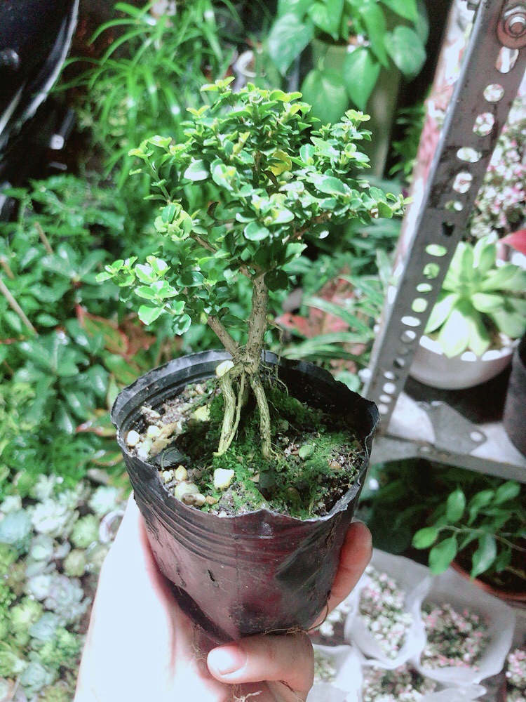 [HCM]Cây Sam Hương (cao 12cm ngang 7cm)