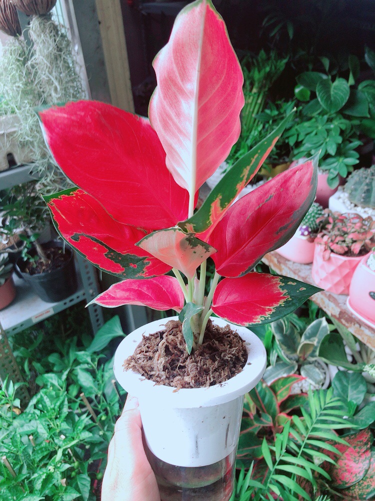 [HCM]Phú Quý Đỏ Kèm Chậu Thuỷ Tinh
