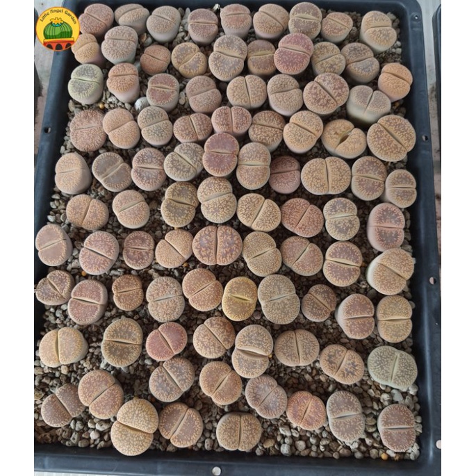 1 sen mông | Lithops | thạch lan dòng Hookeri dễ chăm nhất, giá rẻ