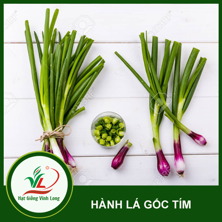 Hạt giống Hành lá gốc tím RĐ 938 - 2g