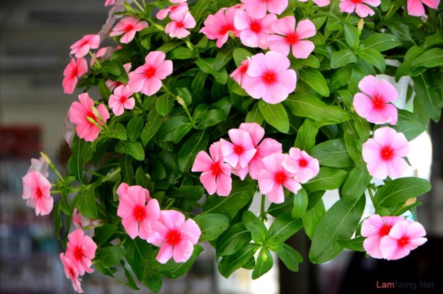 HẠT GIỐNG HOA DỪA CẠN RỦ