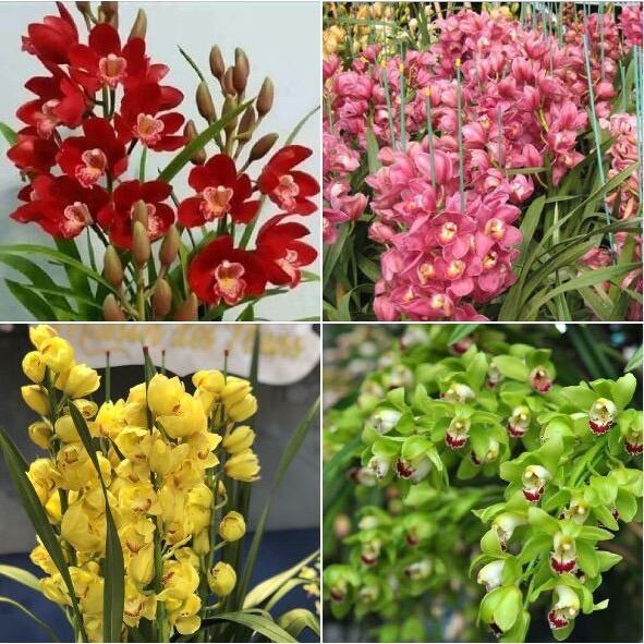 Địa lan sato(1 củ to tặng kèm phân bón) qq