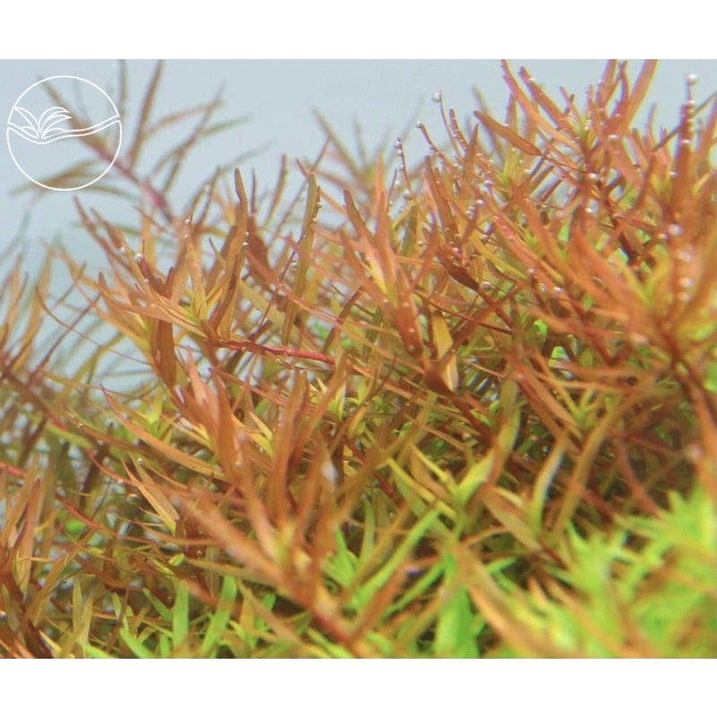 Rotala Rotundifolia Hra - Vảy Ốc Cam - Cây Thuỷ Sinh