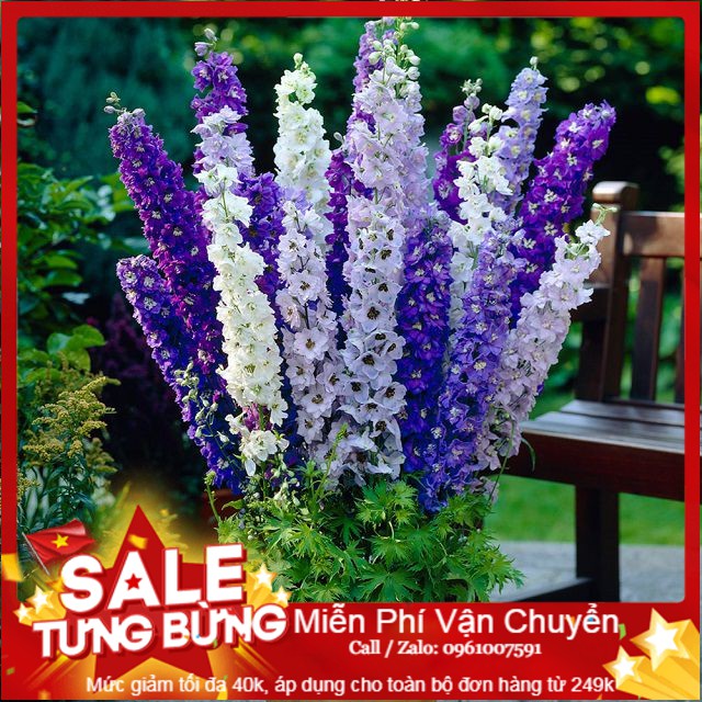 Hạt giống hoa phi yến - 50 hạt