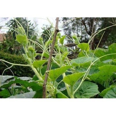 20H - Hạt Giống Bí Siêu Ngọn (Cucurbita Maxima) Thái Lan