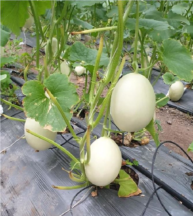 Hạt giống dưa lê trắng (dưa lê bạch tuyết ) - 1 gói 20 hạt - VTNN2