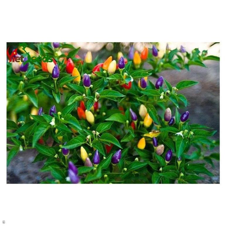 HẠT GIỐNG ỚT NGŨ SẮC gói 0,2gram