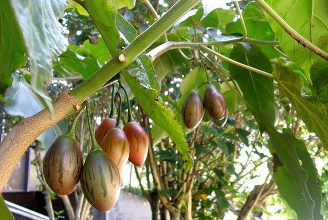 Hạt giống cà chua thân gỗ Tamarillo ( 10 hạt/gói )