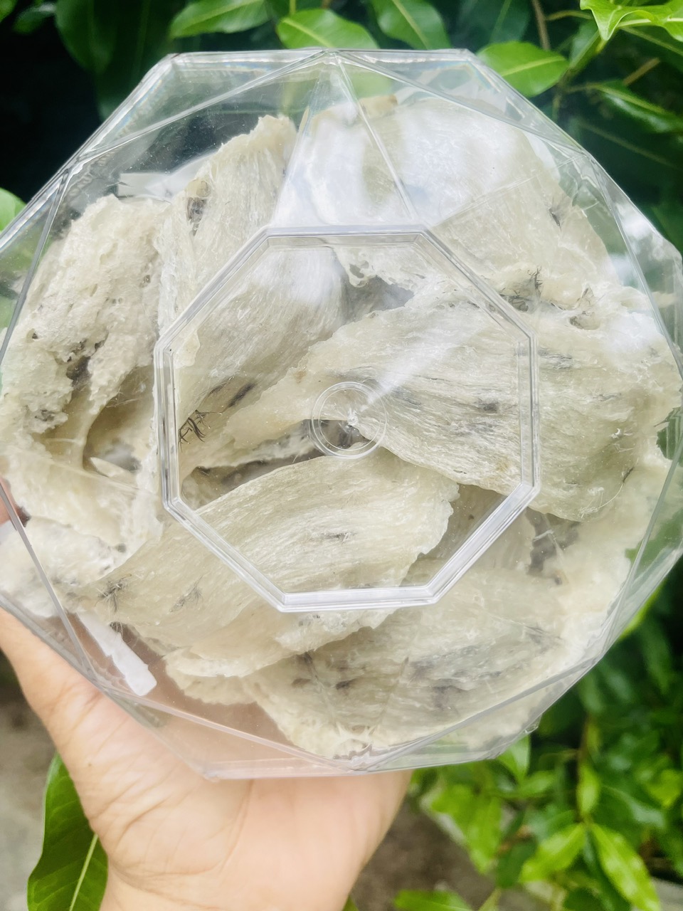 Tổ Yến thô nguyên chất