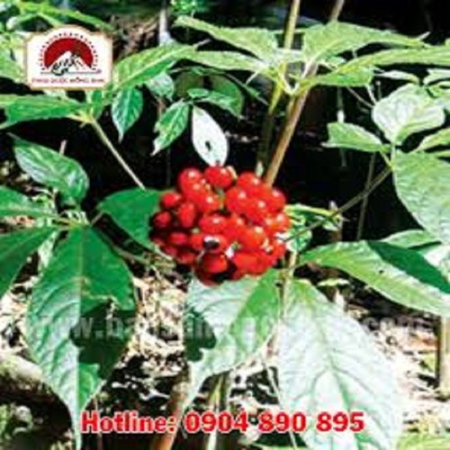CÂY GIỐNG SÂM NGỌC LINH