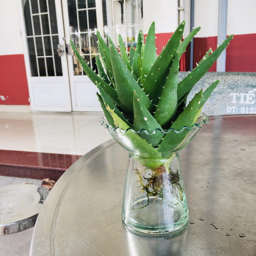 Bình thủy tinh trồng cây thủy canh (dáng ly chân)