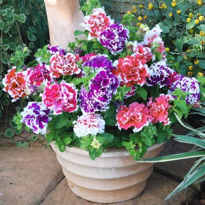 100 hạt giống hoa dạ yến thảo kép