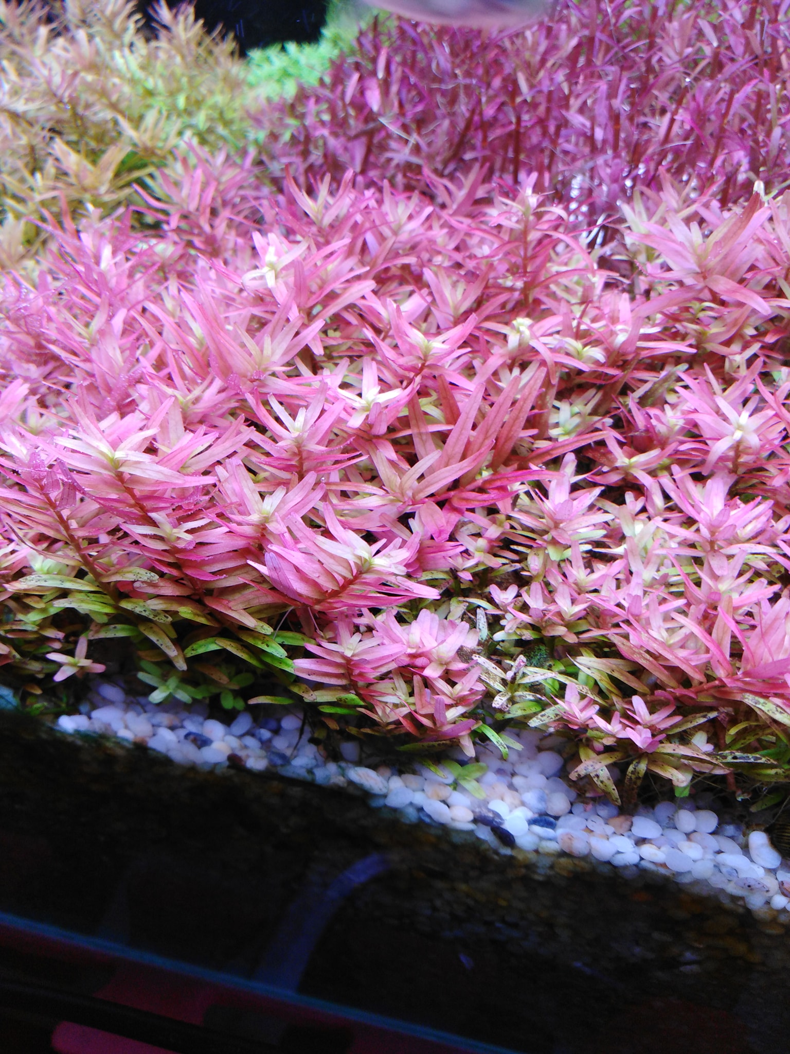 Cây Thuỷ Sinh Vảy ốc Hồng - Rotala Pink
