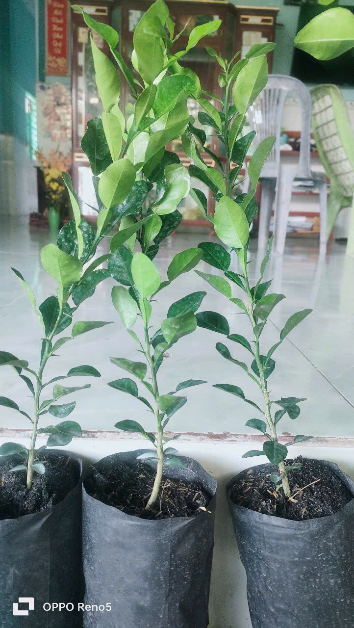 Chanh thái. Cây chúc.10 CÂY ĐẸP. 500K