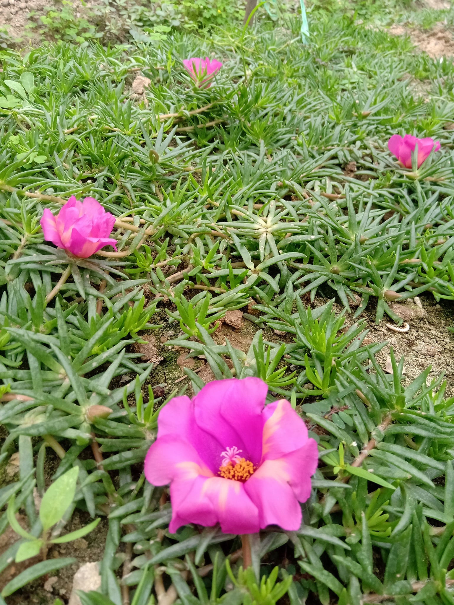 100 Hạt giống hoa 10h mỹ đơn