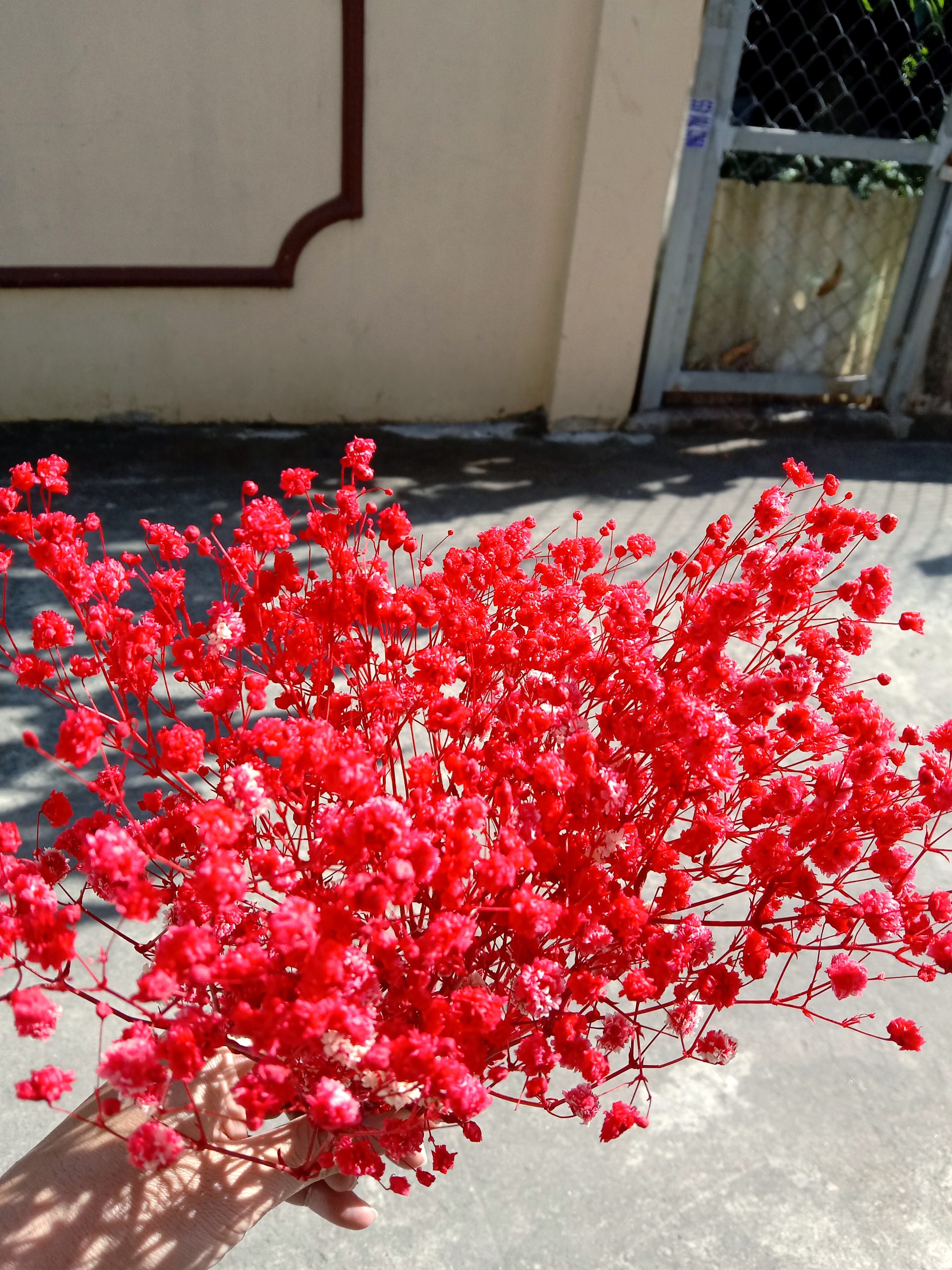 hoa khô - hoa baby - bó 10g
