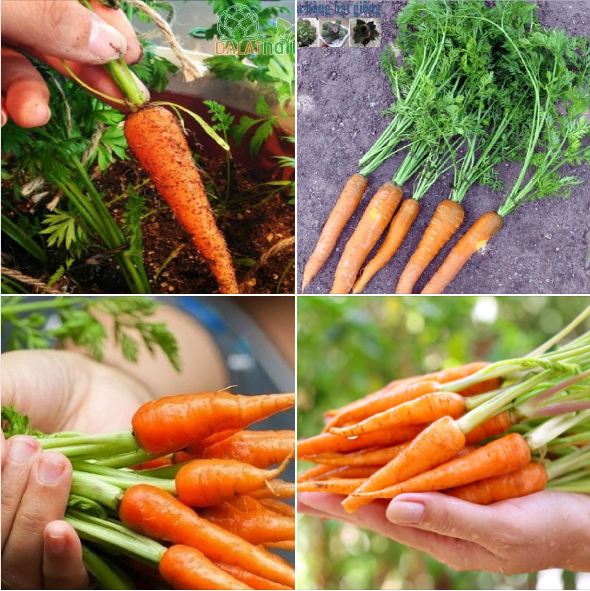Combo 3 gói hạt giống cà rốt - (cà rốt tím- cà rốt tín hon - cà rốt nhiều màu )