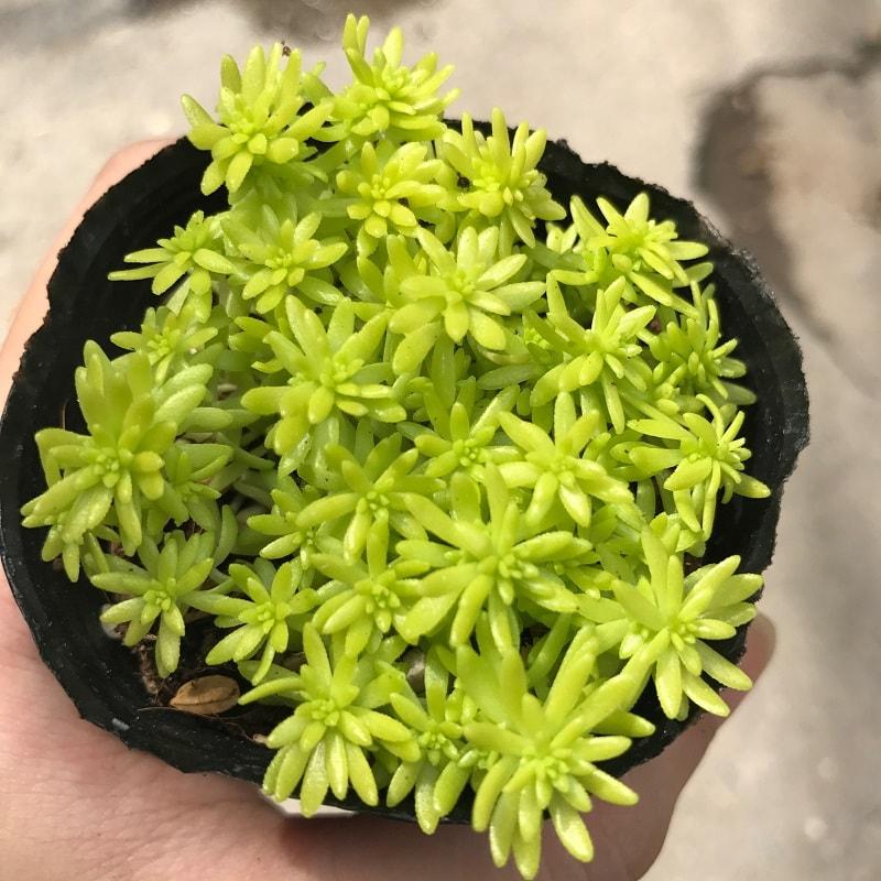 Sen Đá Sedum Cơm Vàng, Xanh