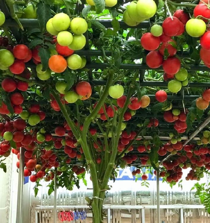 " Gói 10 "Hạt giống cà chua leo giàn ( cà chua bạch tuộc ) [Seeds]