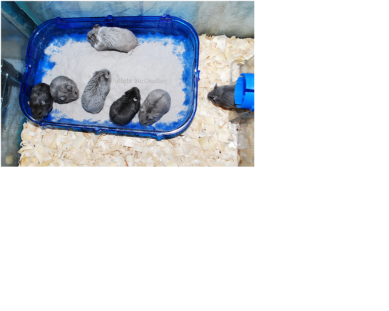 Cát thơm tắm cho sóc , thỏ , bọ ú , hamster