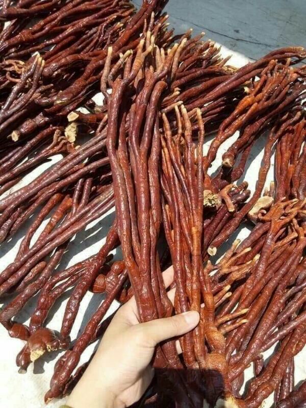 500g nấm linh chi sừng hươu