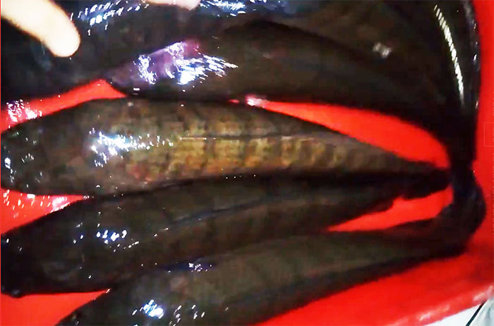 [HCM]Cá sắt Orichi 10g