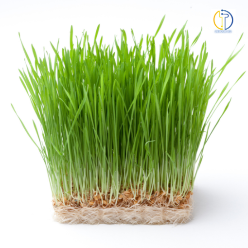 Hạt giống cỏ lúa mì (Wheatgrass) Viet Healthy nhập khẩu Australia (túi hút chân không 1kg-3kg)