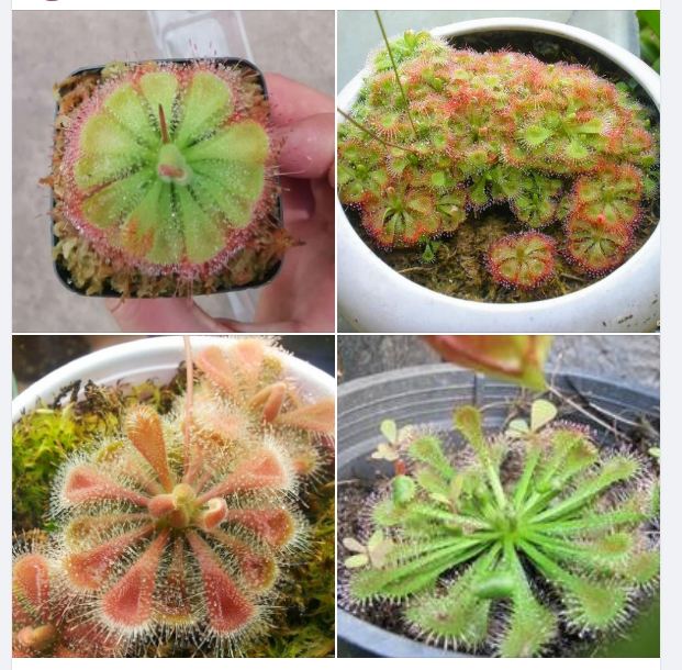 Hạt Giống Cây Ăn Thịt Bắt Mồi Gọng Vó ( 1 gói 10 hạt - tặng kèm 3 viên nén ươm hạt )