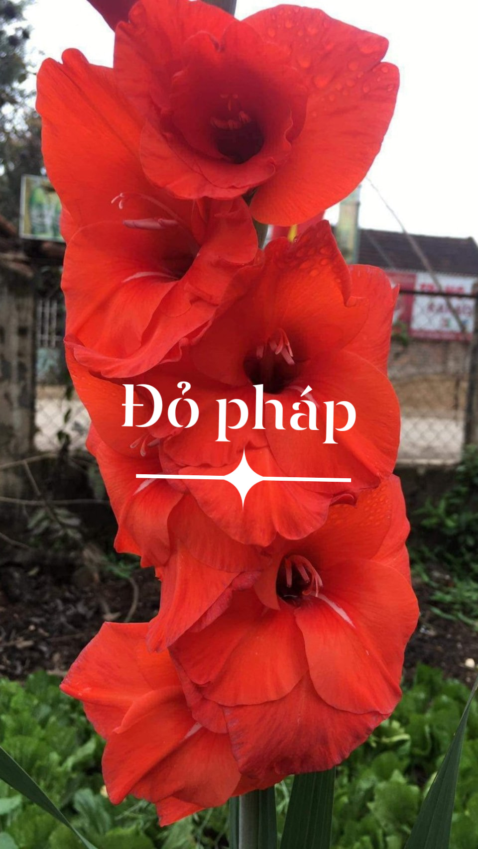 Sét 10 củ giống hoa lay ơn hoa màu đỏ pháp - chhg