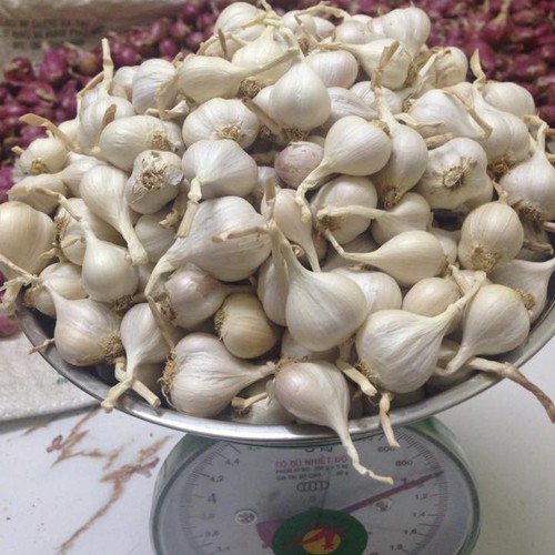 [HCM]TỎI LÝ SƠN -QUẢNG NGÃI- 1KG