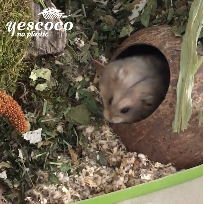 Hang Hamster gáo dừa tròn Yescoco Xưởng SX