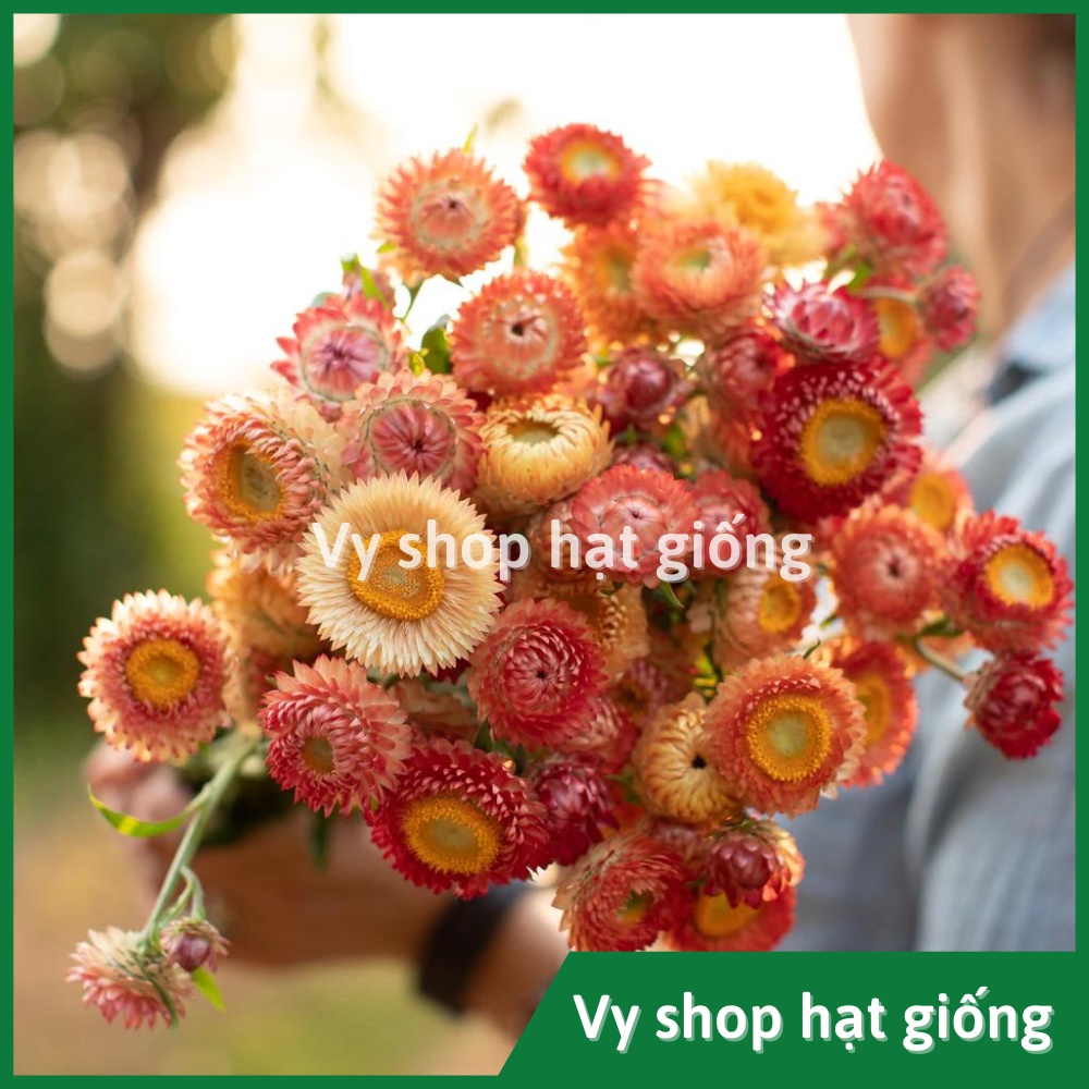 Hạt giống hoa cúc bất tử gói 200 hạt mix màu