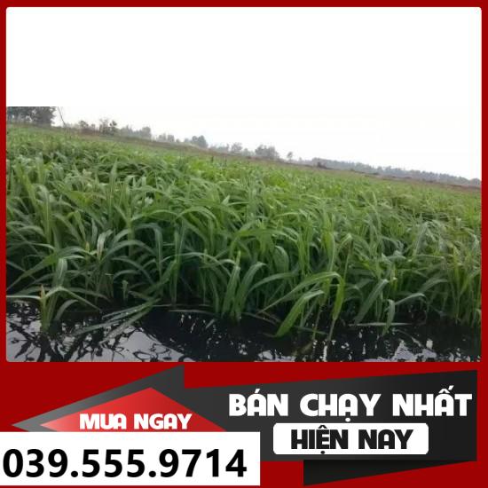 Hạt Cỏ Chăn Nuôi Chịu Ngập Upon Paspalum 200gam