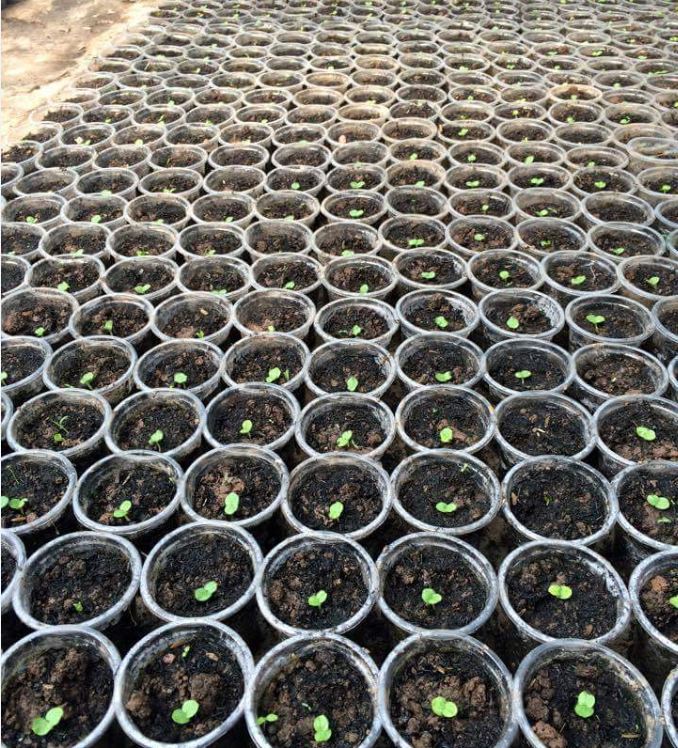 "Gói 5 "Hạt giống nhân sâm hàn quốc [Seeds]
