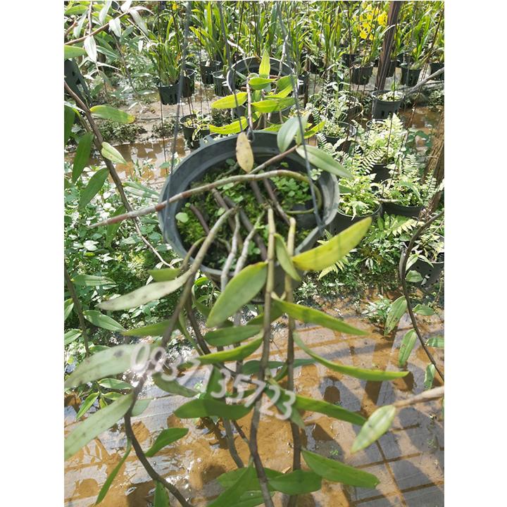 cây lan giả hạc pháp cây lớn