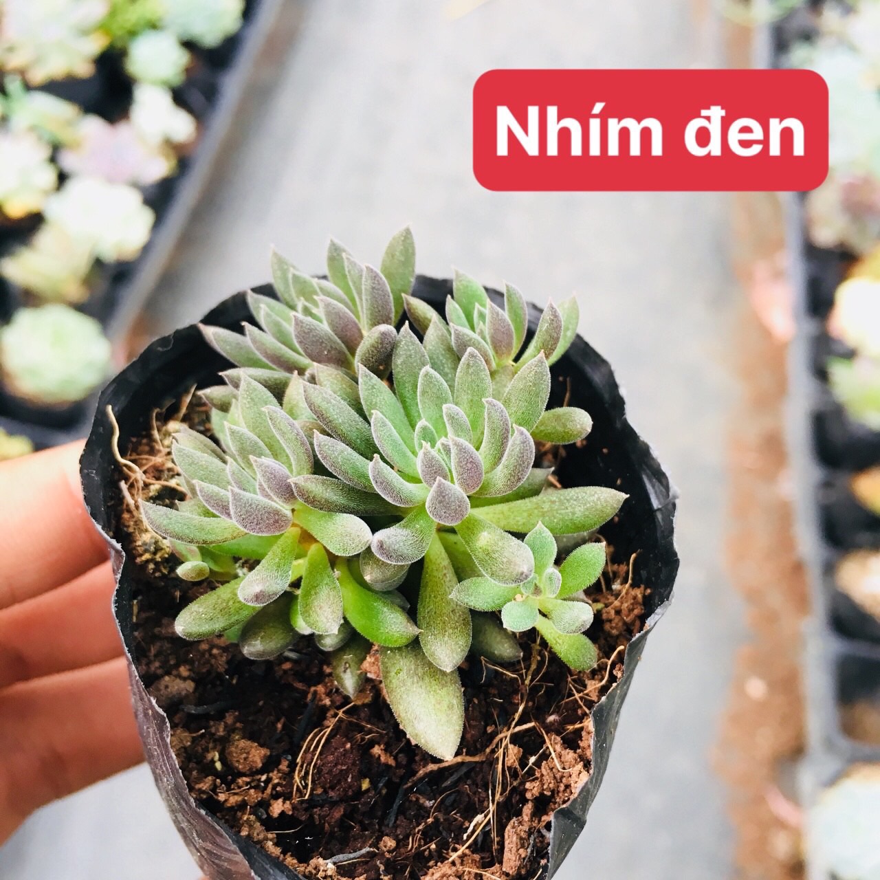 Sen đá nhím đen