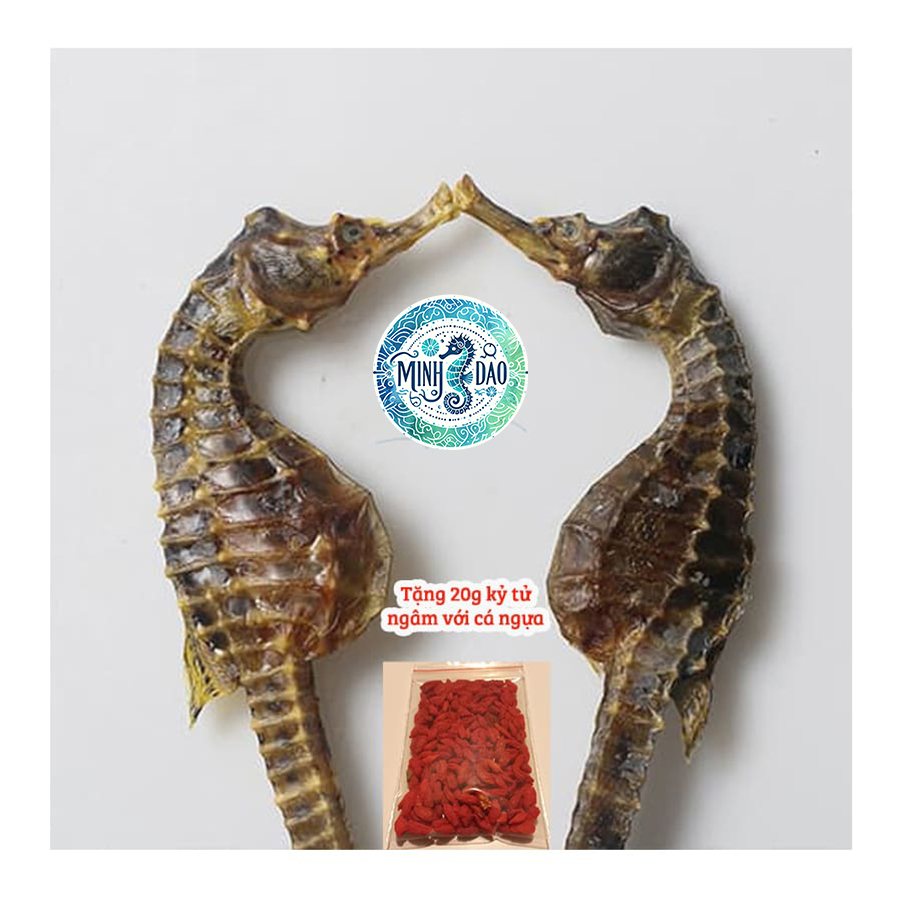 Cặp cá ngựa khô ngâm rượu 06-13cm- Đặc sản Phú Quốc