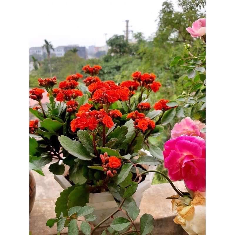 Cây Hoa sống đời kép.....