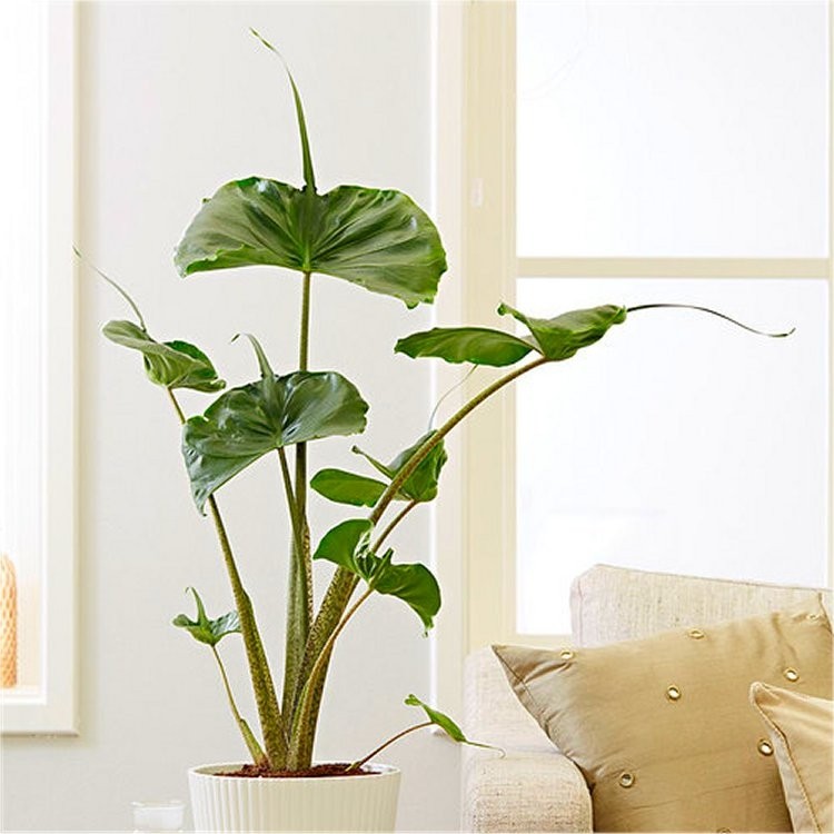 Cây môn cá đuối - Alocasia Stingray - Cây cảnh mini