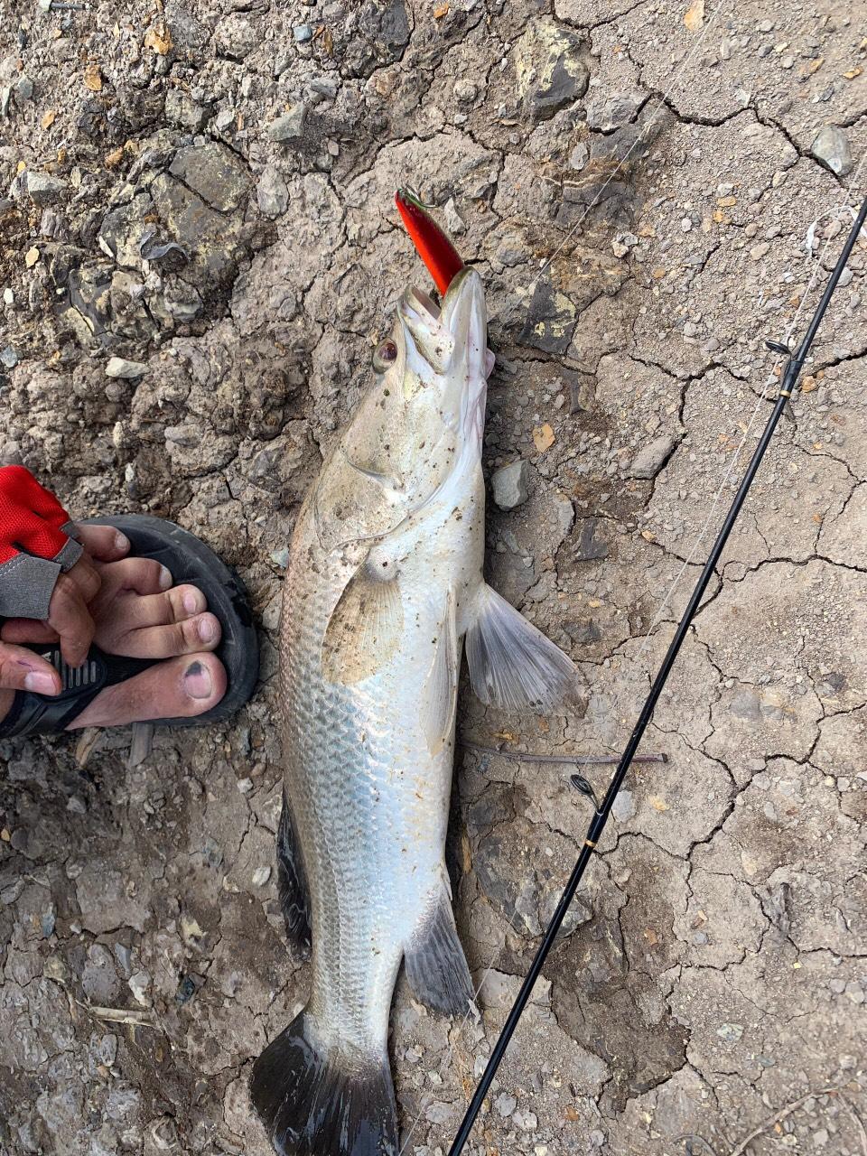 MỒI CÂU CÁ TARGET