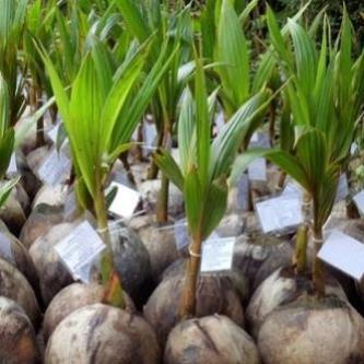 Cây dừa xiêm lùn, giống dừa xiêm lùn sai quả cho trên 500 quả cho 1 vụ, siêu lời