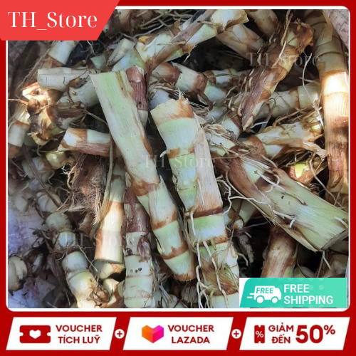 Hom giống cỏ voi lùn- cỏ sữa đài loan