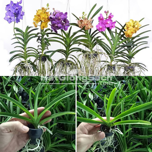 COMBO 5 CÂY GIỐNG LAN VANDA ĐỦ MÀU, HÀNG NHẬP THÁI LAN