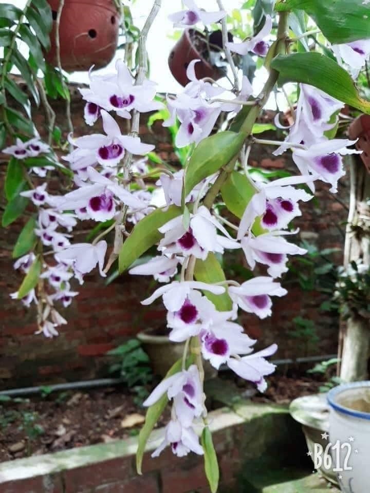 Combo phong lan ( trầm tím+ phi điệp)