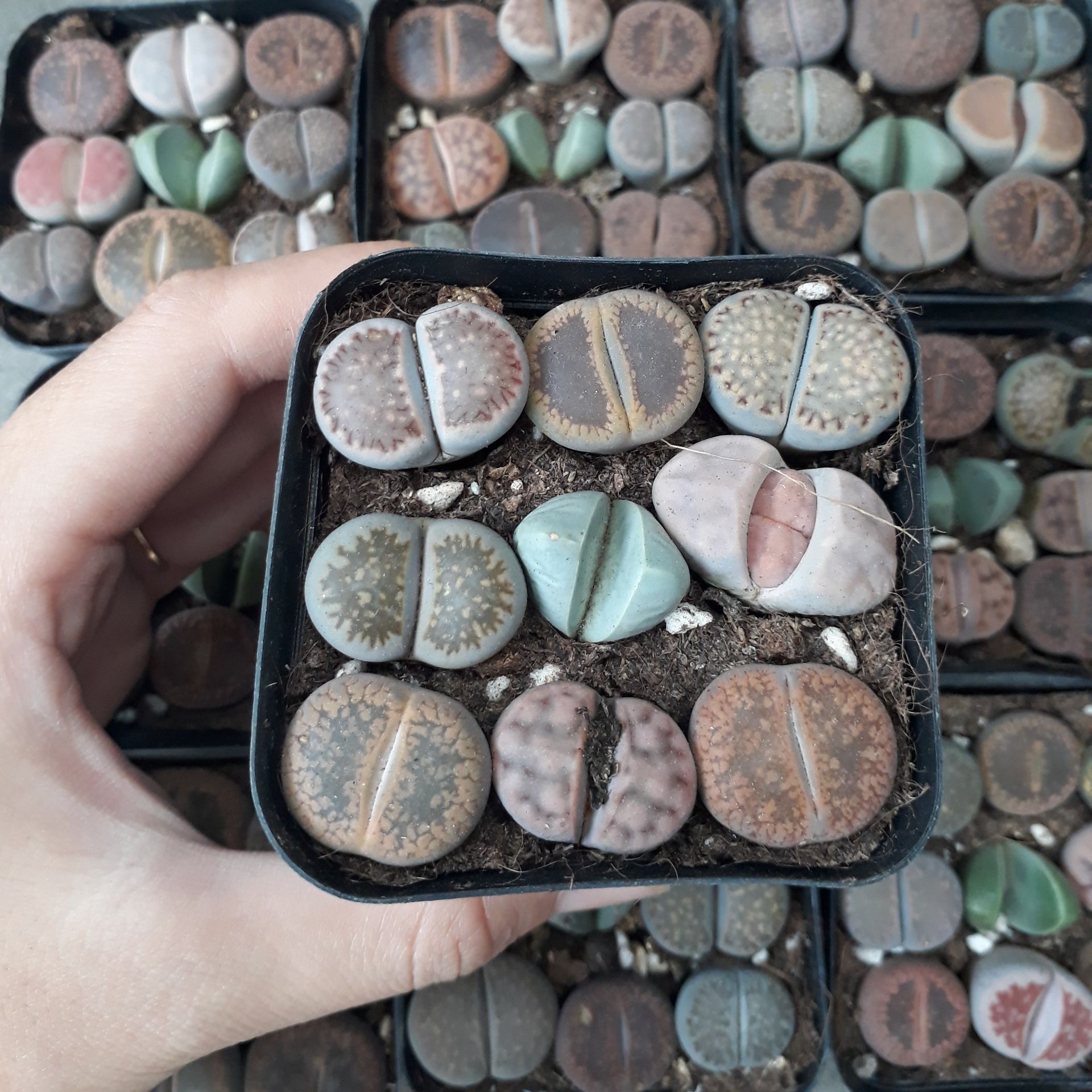 Sen Mông Mix Chậu 9 Cây Màu Siêu Đẹp (Sen Mông/Lithops/Thạch Lan)