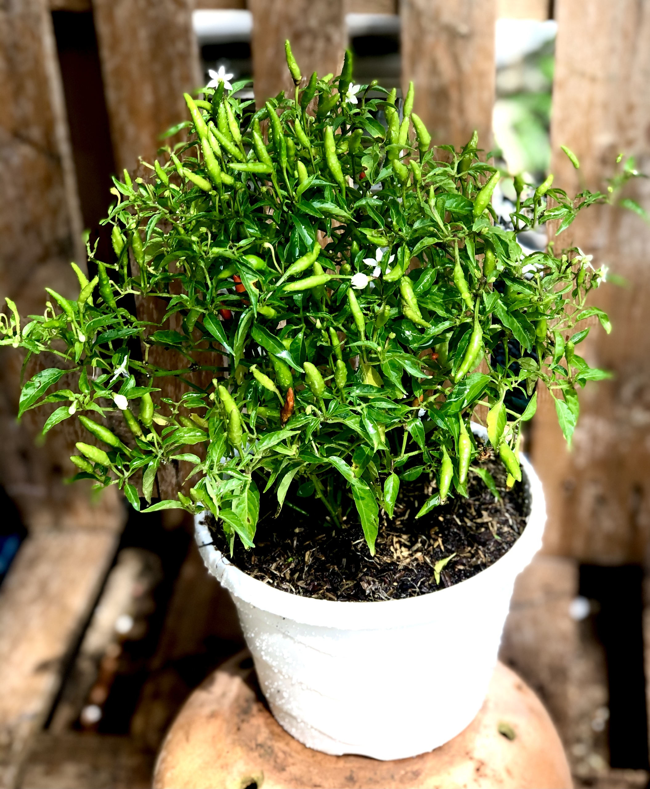 Chậu cây ớt Chỉ Thiên
