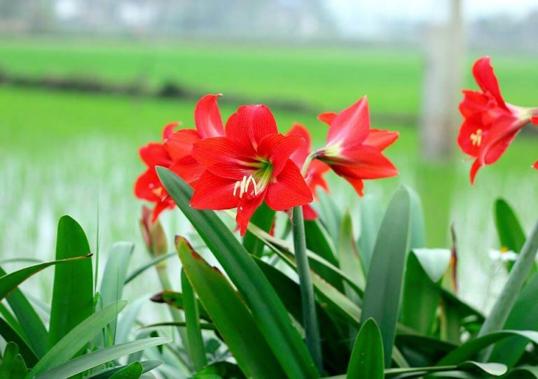 Combo 3 củ Hoa loa kèn, hoa huệ tây, hoa lys