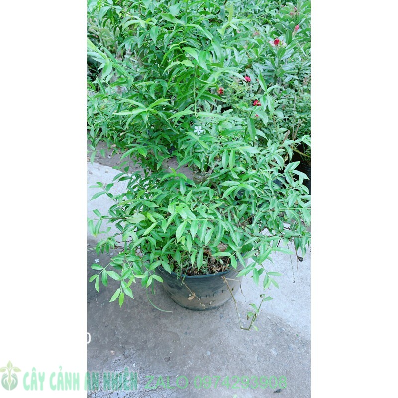 Mai Chiếu Thuỷ Bonsai Lớn