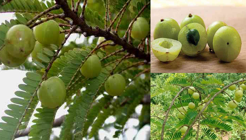 cây me rừng (me tròn), mận rừng - cây giống