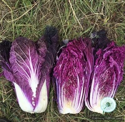 Hạt giống rau cải thảo tím Nhật Bản - 1 gói 10 hạt